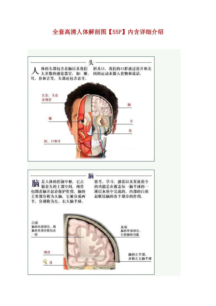 全套高清人体解剖图【55P】内含详细介绍_第1页