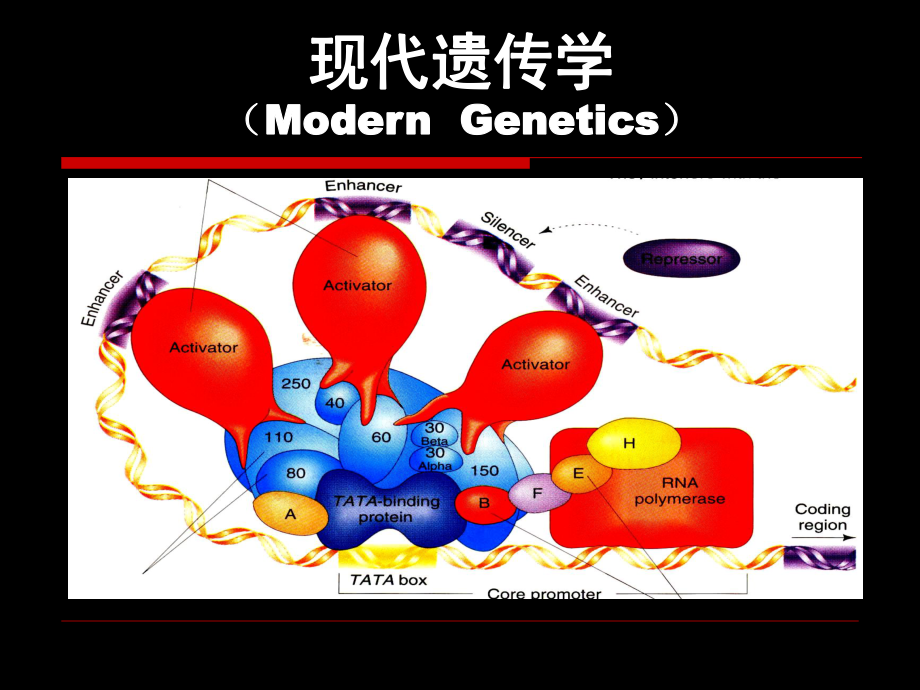 遗传学第一章 经典遗传学的诞生#上课课堂_第1页