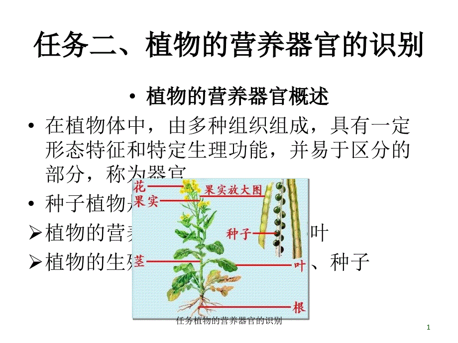 任务植物的营养器官的识别课件_第1页