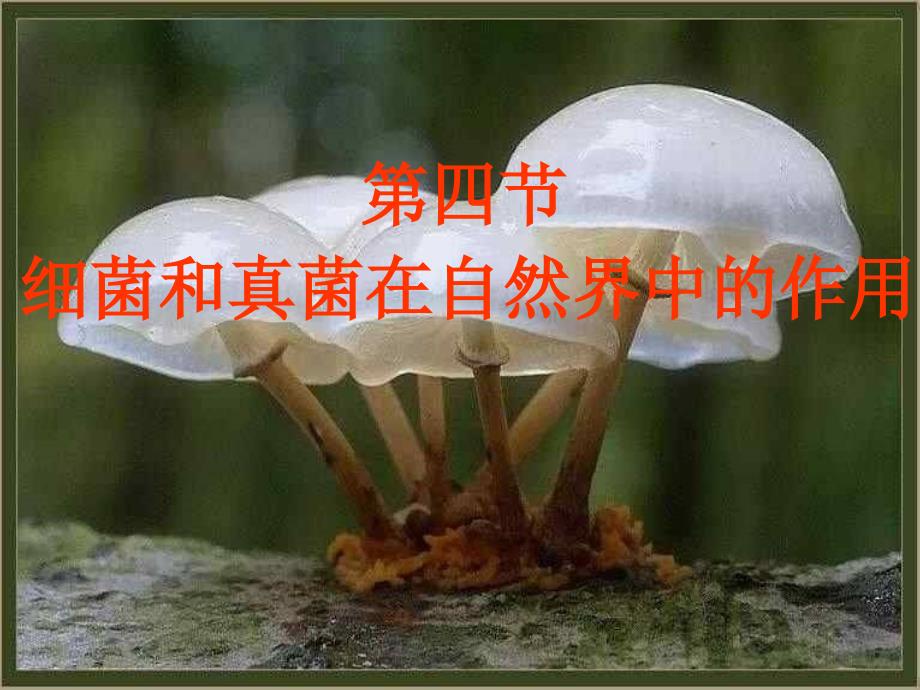 第四节细菌和真菌在自然界中的作用_第1页