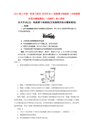 2014高三生物一輪復(fù)習(xí)指導(dǎo) 活頁作業(yè)5 細(xì)胞膜與細(xì)胞核（含細(xì)胞膜的流動(dòng)鑲嵌模型）（含解析）新人教版