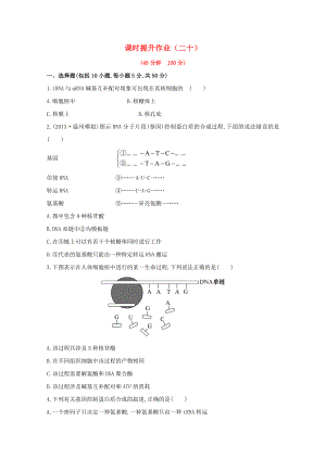 2014屆高三生物一輪 4基因的表達課時提升作業(yè) 新人教版必修2