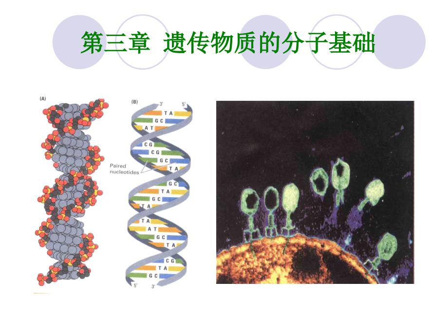 遗传学第3章遗传的分子基础_第1页