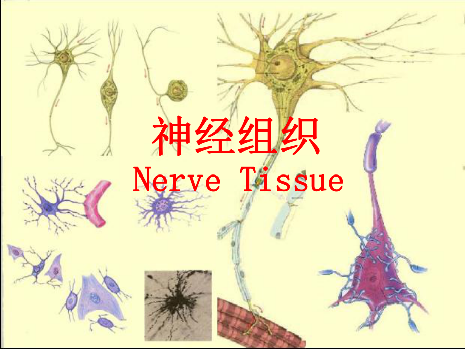 组织学与胚胎学：神经组织_第1页