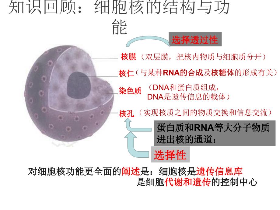 【新教材生物】《被动运输》课件1_第1页