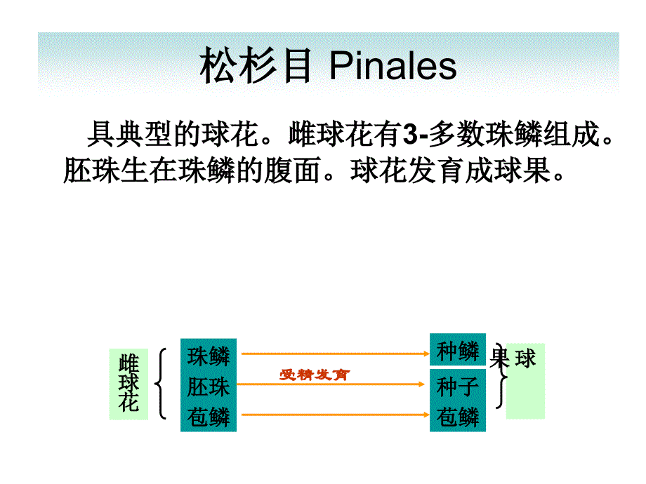 南洋杉、松科_第1页