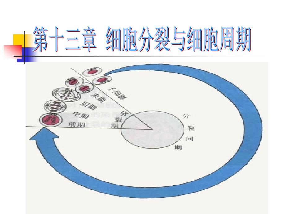 细胞增殖和细胞周期修改_第1页