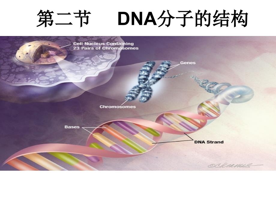 DNA分子的结构课件_第1页