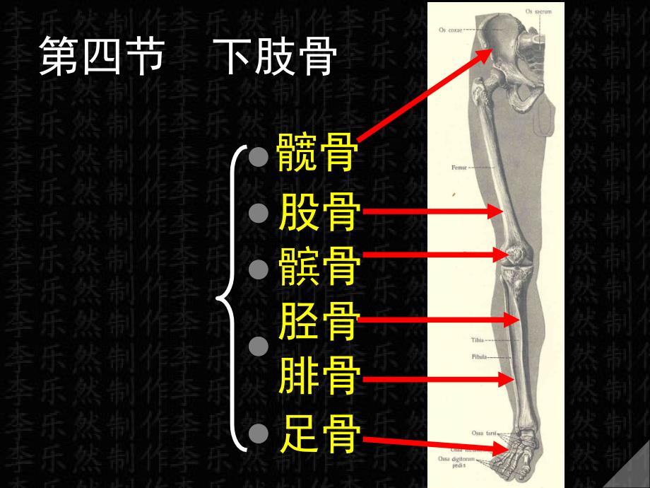 第四下肢骨课件_第1页