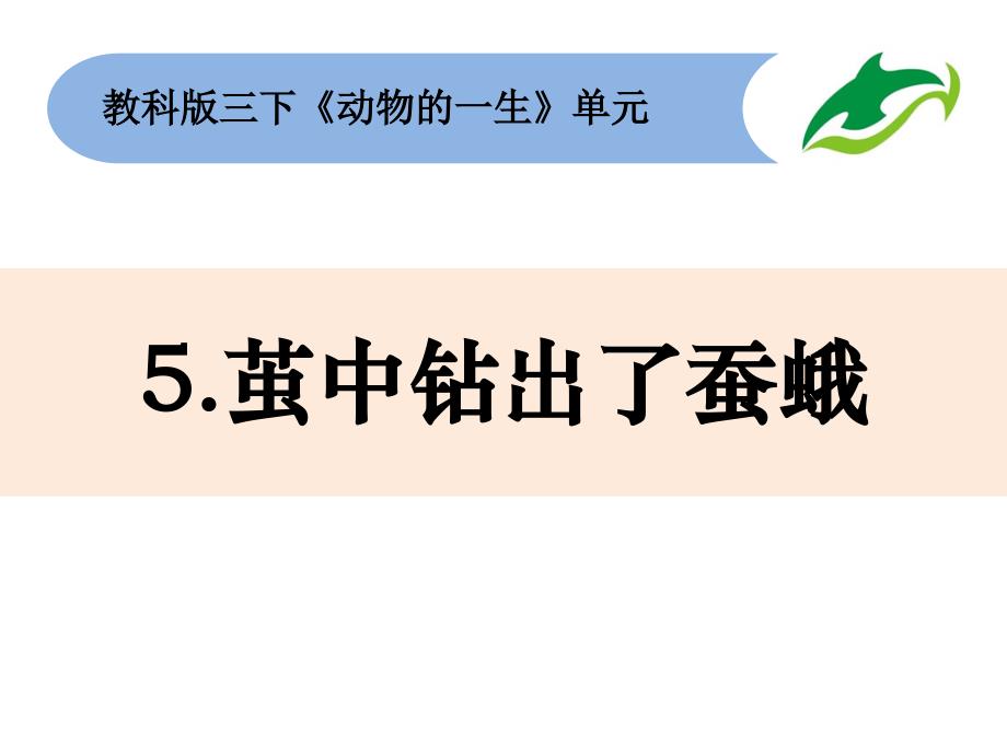 三年级下册科学课件5《茧中钻出了蚕蛾》教科版_第1页