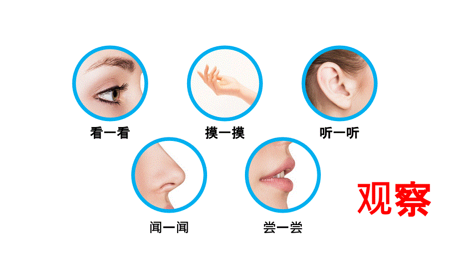 5常见的水果和蔬菜_第1页