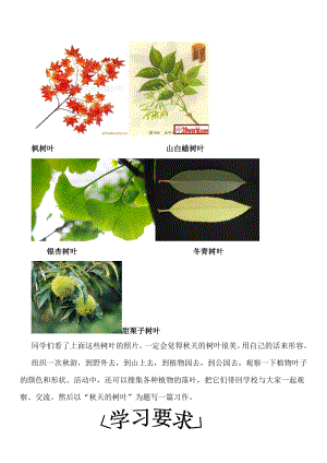 小五写作天的树叶